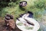  image for id 2324/077