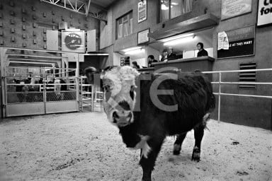  image for id 2437/079