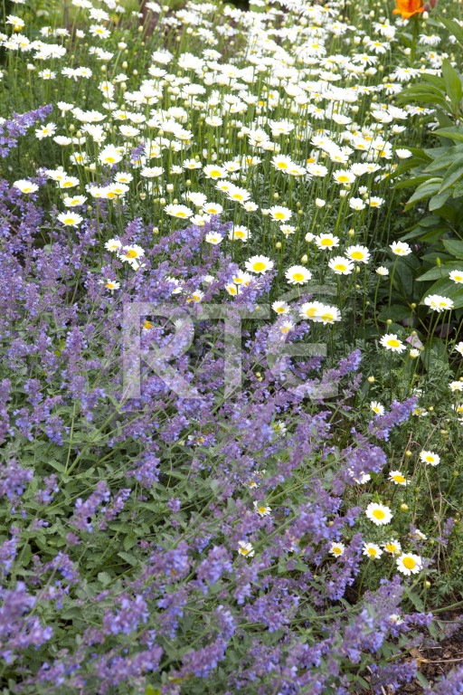 Photographic Archive RTÉ Archives